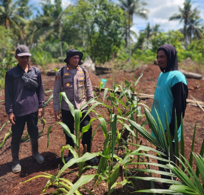 Kapolsek Panipahan Cek Perkembangan Jagung Pipil Bersama Warga, Perkuat Komitmen Dukung Ketahanan Pangan Nasional