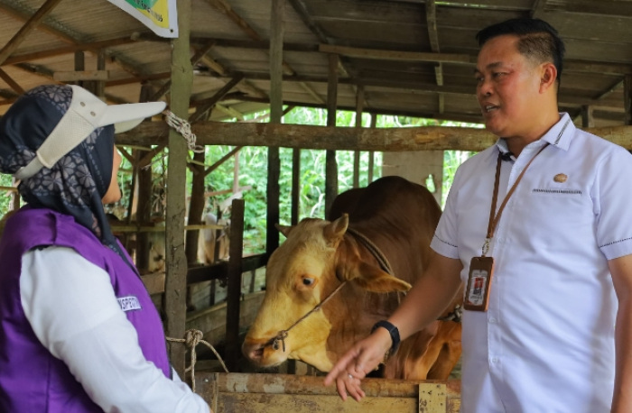 Sapi Kurban Presiden RI di Pekanbaru Bakal Dipotong di Masjid Nurul Amal Payung Sekaki