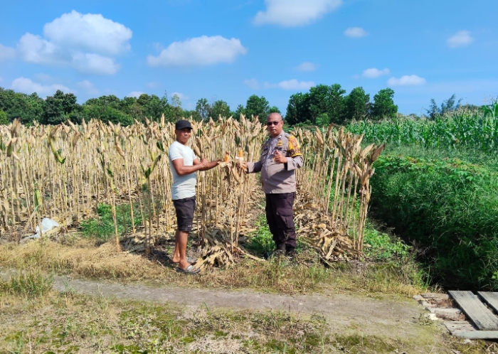 Dukung Ketahanan Pangan, Polsek Payung Sekaki Lakukan Peninjauan Lahan Jagung Pipil Yang Siap panen