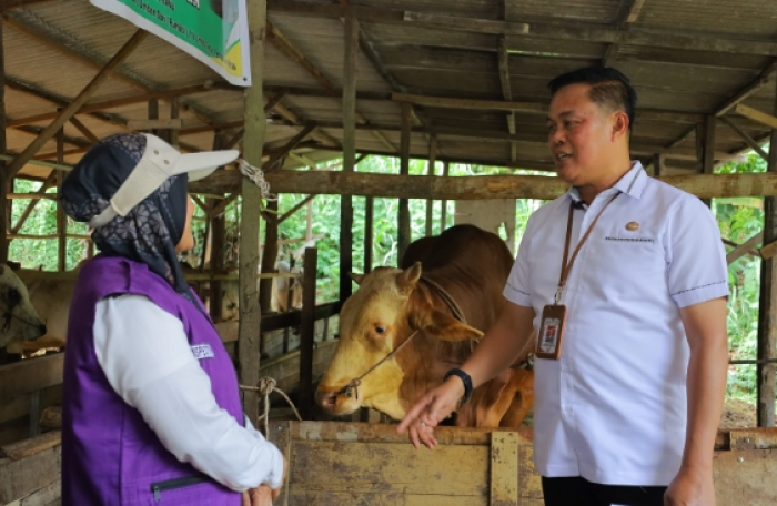 Distankan Pekanbaru Periksa 3.514 Sapi Kurban, Pastikan Bebas PMK