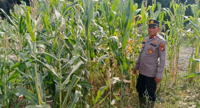 Kapolsek Panipahan Pimpin Langsung Pengecekan Perkembangan Lahan Ketahanan Pangan Jangung Pipil
