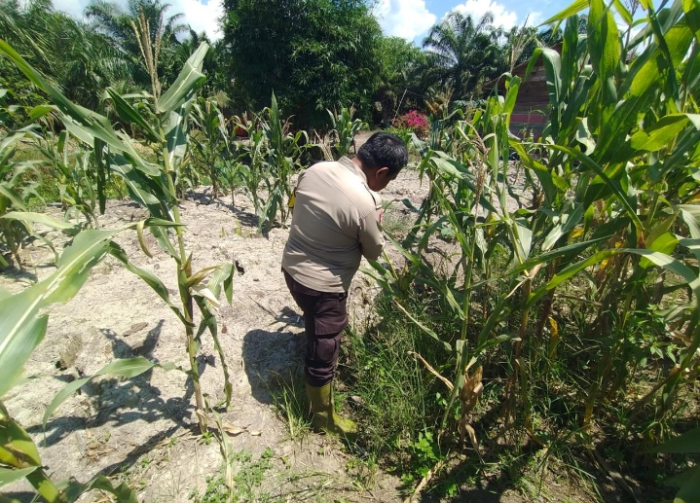 Dukung Ketahanan Pangan Nasional, Polsek Panipahan Pantau Langsung Perkembangan Tanaman Jagung Masyarakat