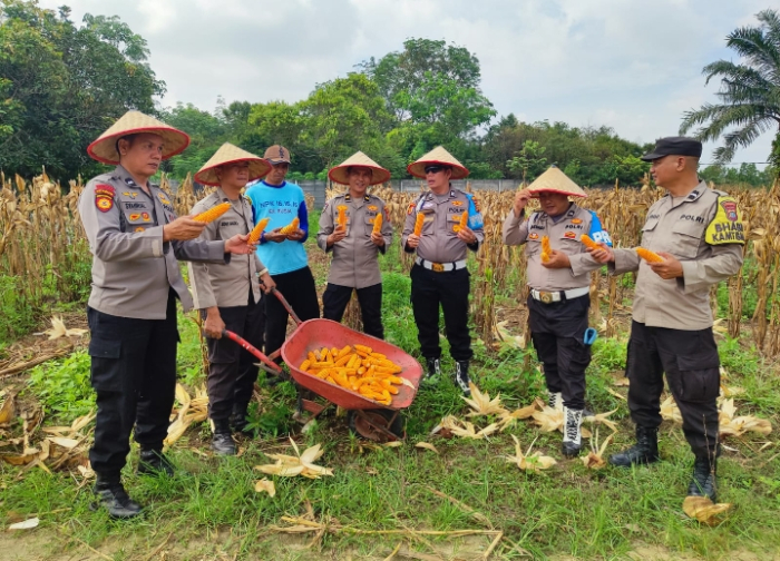 Polsek Payung Sekaki Gelar Panen Raya Jagung Pipil