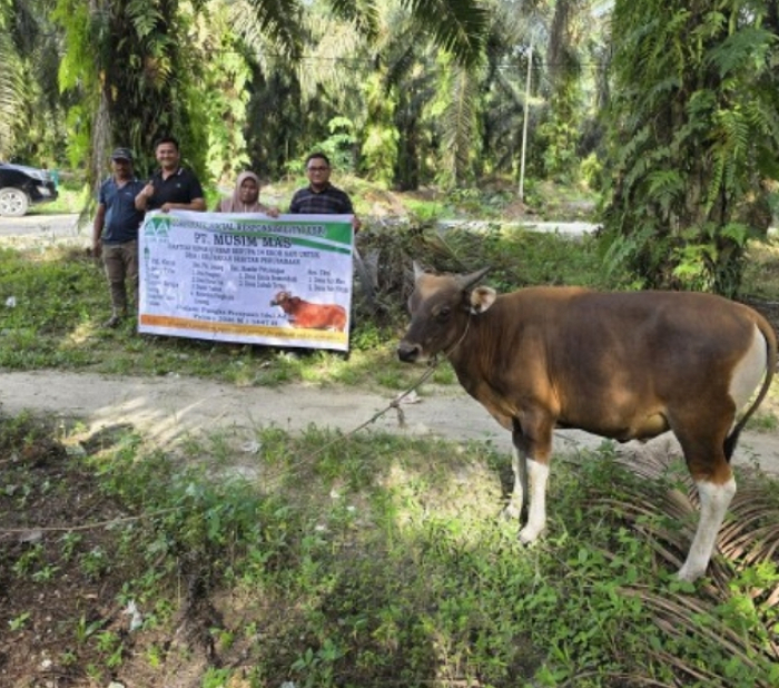 Sambut Idul Adha 1447 H, PT Musim Mas Salurkan 22 Ekor Sapi Qurban untuk Masyarakat Sekitar dan Pekerja