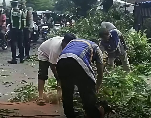 DLHK Evakuasi Pohon Tumbang di Sudirman, Temukan Akar Bekas Dibakar
