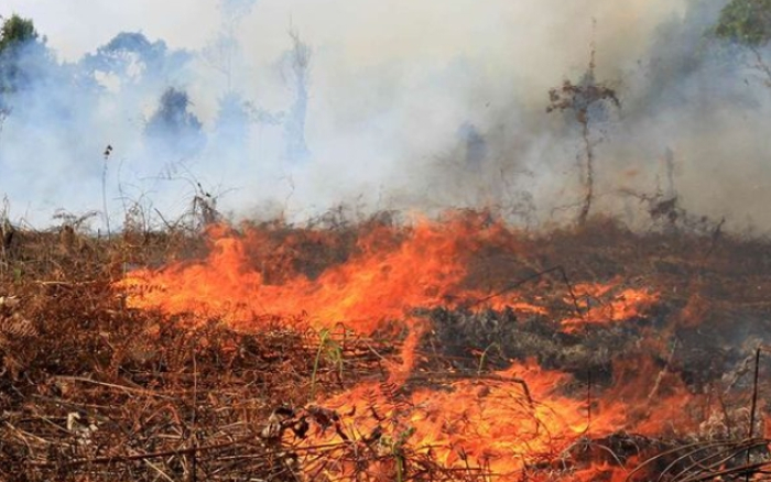 Selama Tiga Bulan, BPBD Pekanbaru Tangani 49 Kejadian Kebakaran Lahan