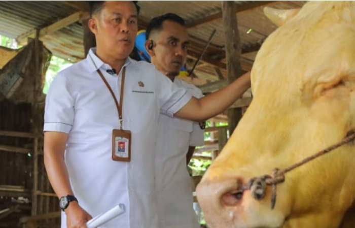 Ketersediaan Sapi Kurban di Pekanbaru Capai 3.514 Ekor