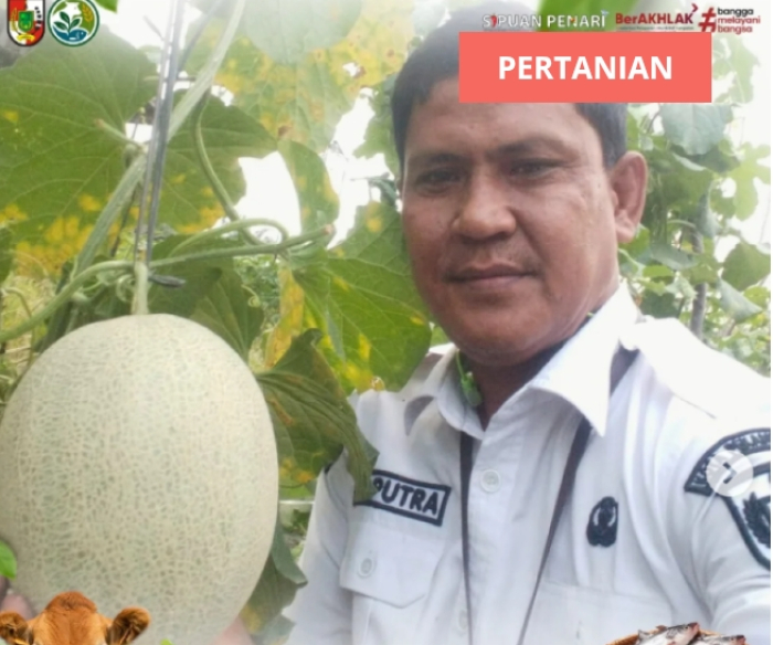 Monitoring Kelompok Tani Berkah, Tanaman Melon 1 Hektare Masuki Usia 50 HST
