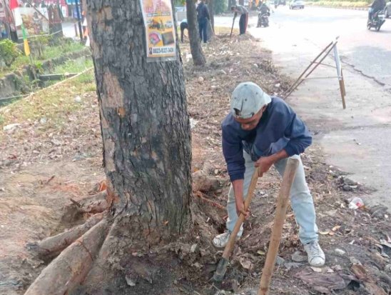 Terimbas Pelebaran Jalan, DLHK Pekanbaru Pindahkan Puluhan Pohon Pelindung ke Komplek Tenayan