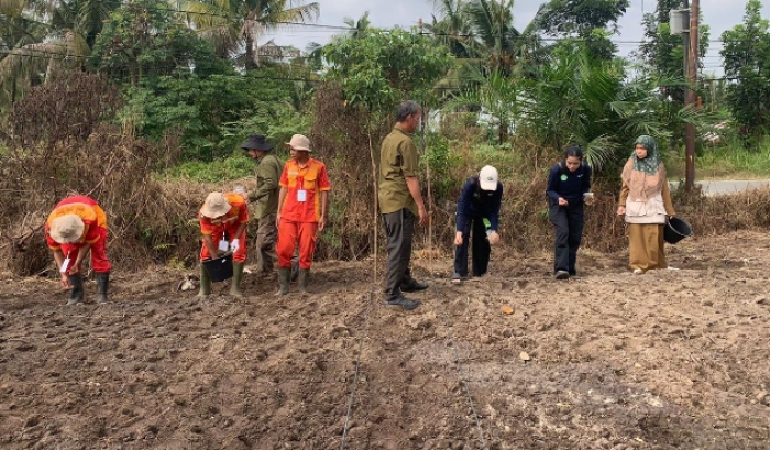 Dinas Pertanian dan Perikanan Kota Pekanbaru Dukung Ketahanan Pangan melalui Penanaman Padi Gogo di Kulim