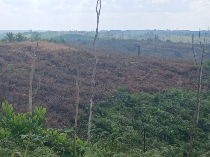 Masyarakat Lokal Mendukung Penuh Penghutanan Kembali Kawasan TNTN