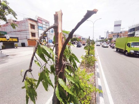 Tersangka Penebang Pohon Akhirnya Bebas, Ada Apa Dengan Laporan Dinas PUPR Pekanbaru ?