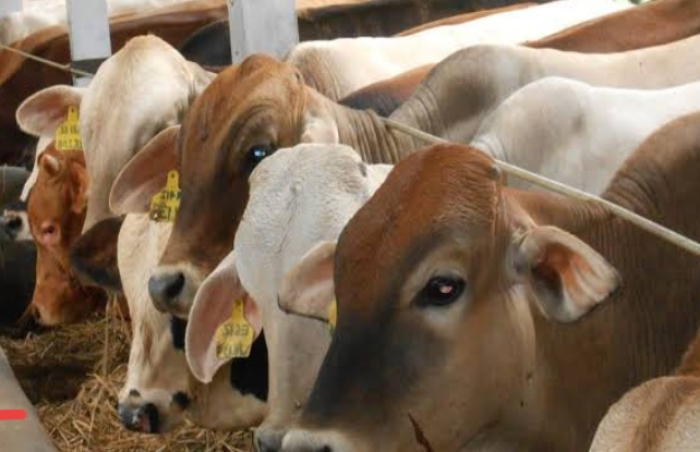 Distankan Pekanbaru Pastikan Belum Ada Sapi yang Tertular Virus PMK