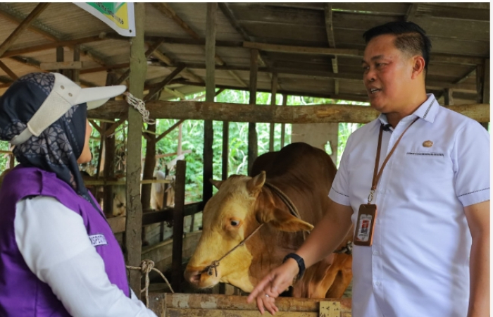 Distankan Pastikan Sapi Kurban Presiden RI di Kota Pekanbaru Dalam Kondisi Sehat
