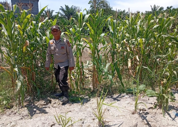 Sinergi Tanpa Batas! Polsek Panipahan Kawal Ketat Kebun Jagung Pipil di Rohil Demi Swasembada Pangan