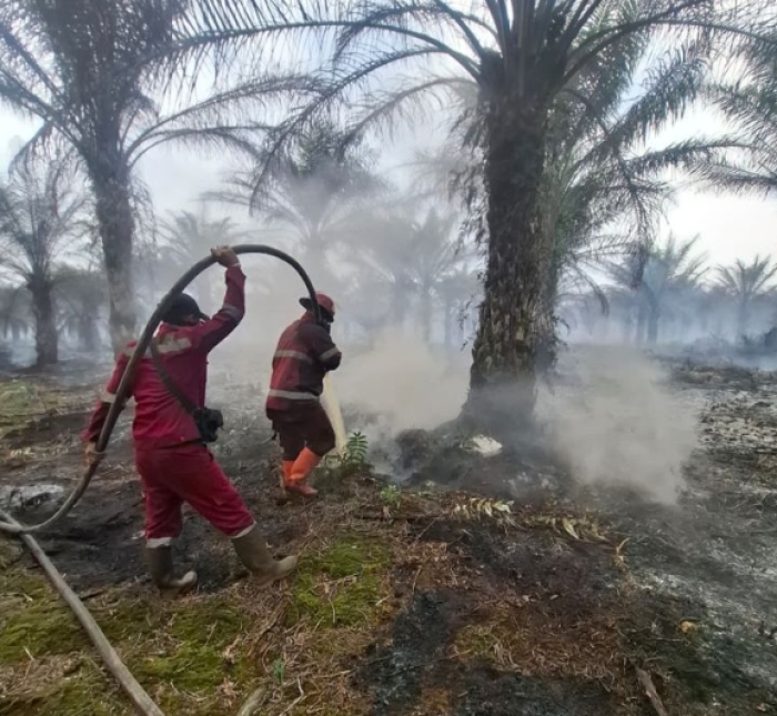 Karhutla Riau Tembus 1.041 Ha di Awal 2026, Pelalawan Jadi Wilayah Terluas