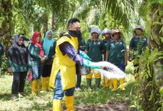 Program Pola KKPA PT Musim Mas Berhasil Angkat Perekonomian Masyarakat Tempatan